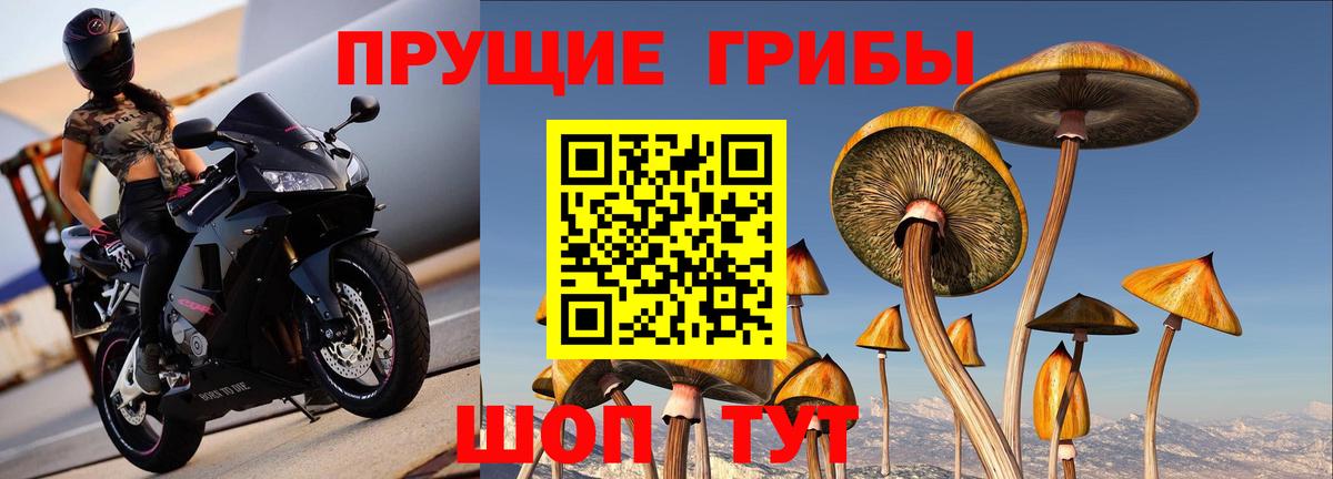 Псилоцибиновые грибы прущие грибы  Вход с VPN  Муром  Галлюциногенные грибы прущие грибы 